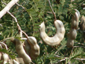 Acacia Seed Pods in Thailand Acacia Seed Pods in Thailand