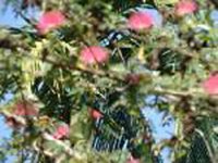 Acacia Flower Acacia Flower