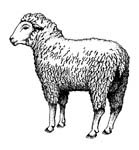 Masonic Lamb Masonic Lamb