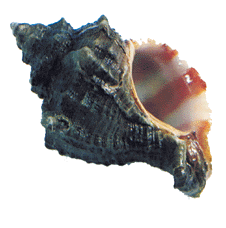 Chilazon Snail Chilazon Snail